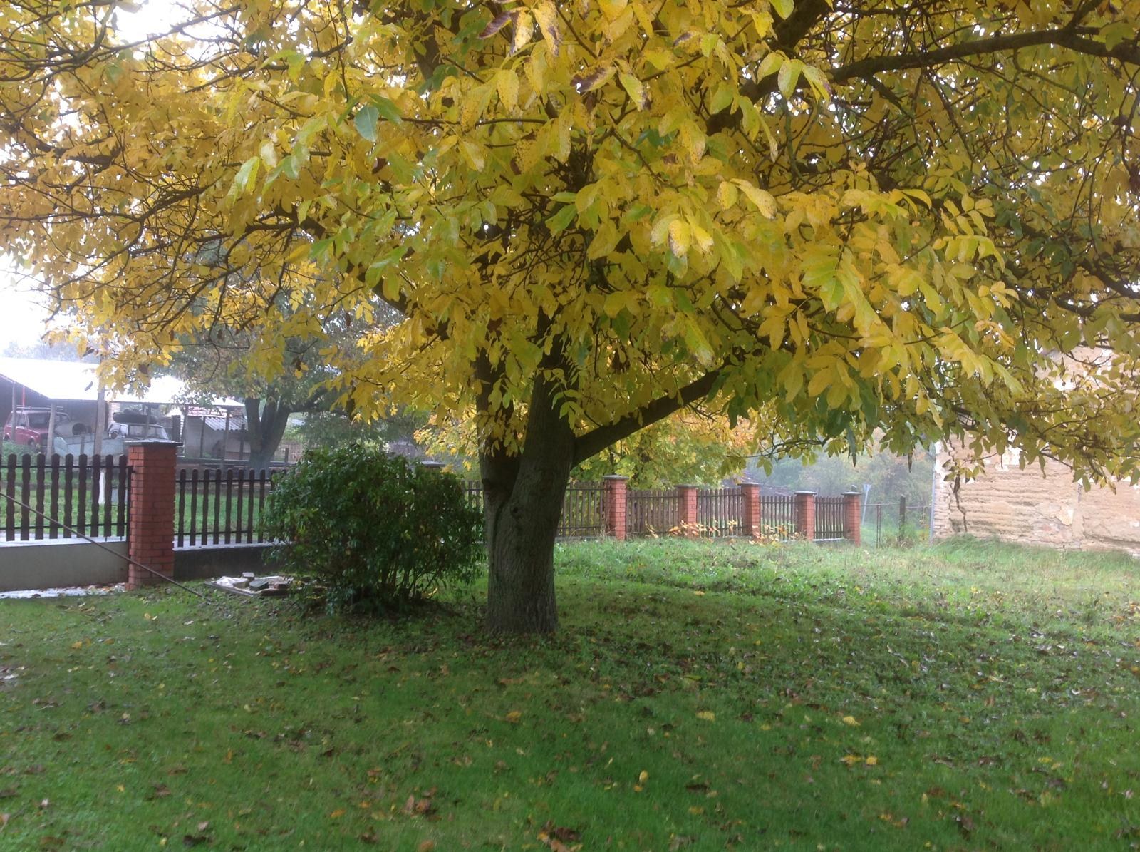 Großer Garten mit altem Baum