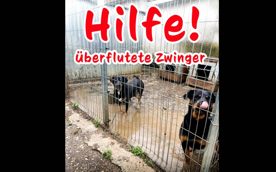 Hilfe! Rette Rotti-Leben! Unterstütze hilflose Ofper des Starkregens!