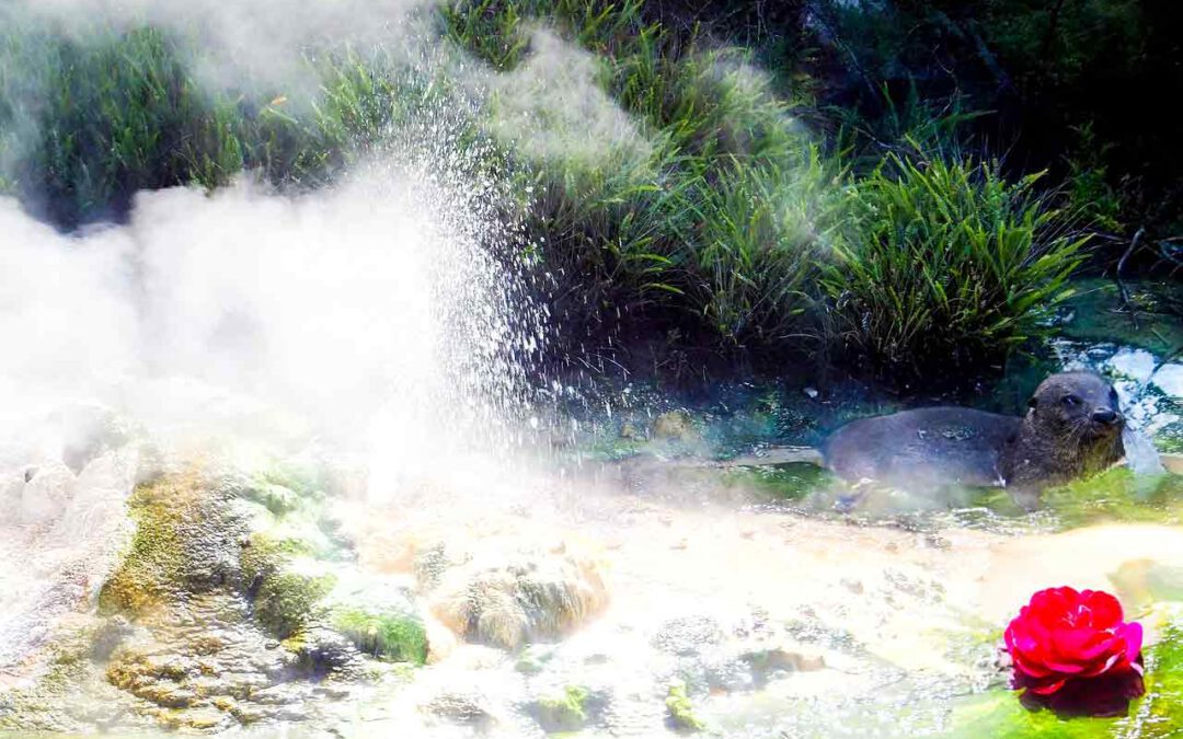 Thermalbad von Bük, ein international bekannter Kurort in Ungarn mit 26 Becken und heilendem Thermalwasser. Erfahre mehr über die Geschichte, die Gesundheitseffekte und das vielfältige Freizeitangebot. Plane jetzt Deinen Besuch und finde Entspannung und Erholung in einem der größten Heilbäder Ungarns.