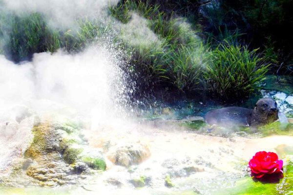 Thermalbad von Bük, ein international bekannter Kurort in Ungarn mit 26 Becken und heilendem Thermalwasser. Erfahre mehr über die Geschichte, die Gesundheitseffekte und das vielfältige Freizeitangebot. Plane jetzt Deinen Besuch und finde Entspannung und Erholung in einem der größten Heilbäder Ungarns.