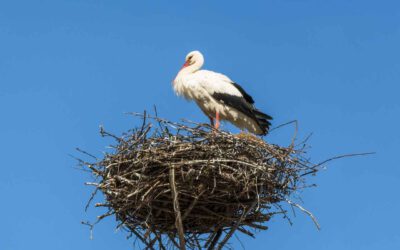 Traumziel in Ungarn: Sarmellek `s unschlagbare Kombination aus Erschwinglichkeit und Kultur