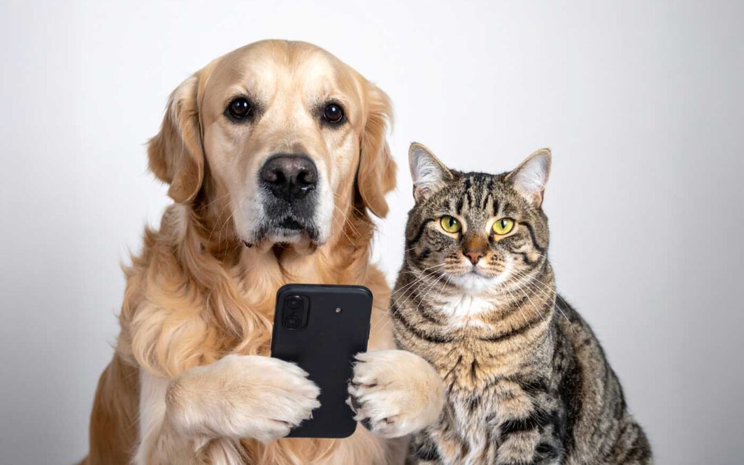 Tierarzt-Beratung online auf deutsch – Allatorvos nemetül online